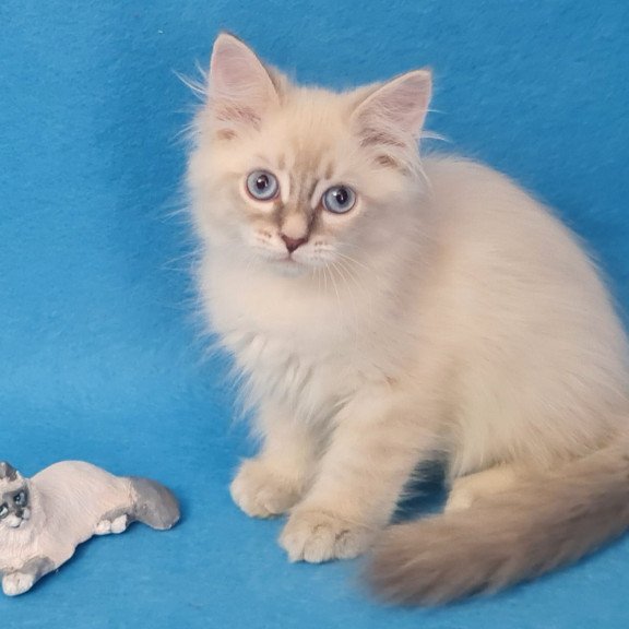 Siberian EZ Buddy