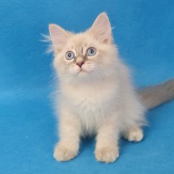 Siberian EZ Buddy