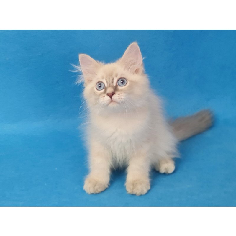 Siberian EZ Buddy