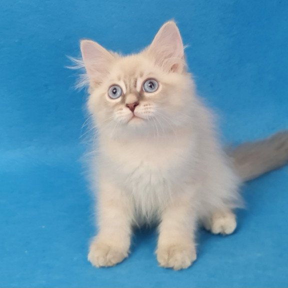Siberian EZ Buddy