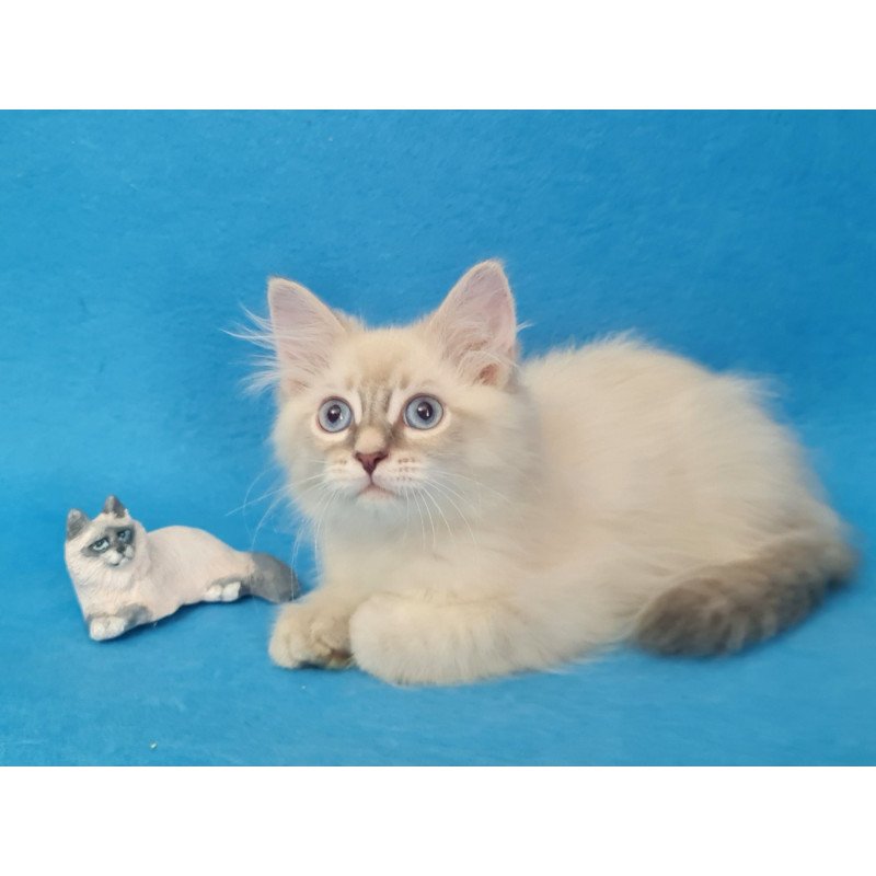 Siberian EZ Buddy