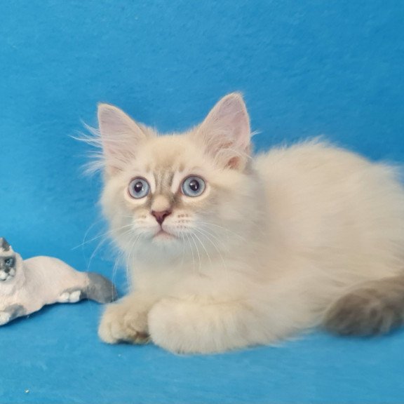 Siberian EZ Buddy