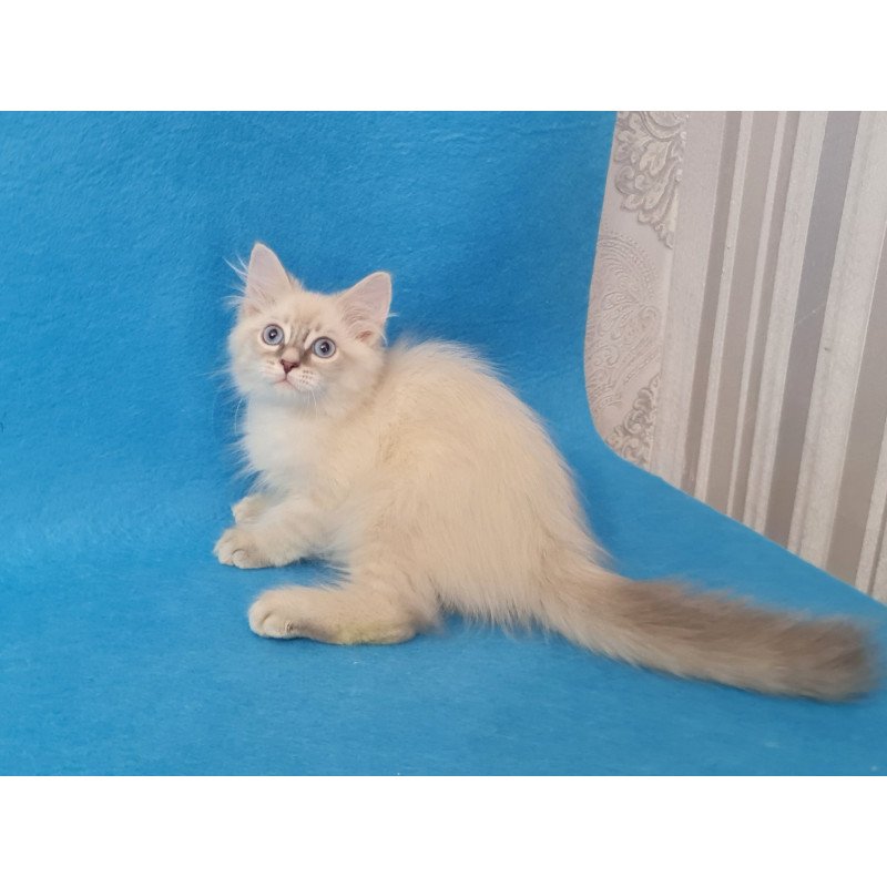 Siberian EZ Buddy