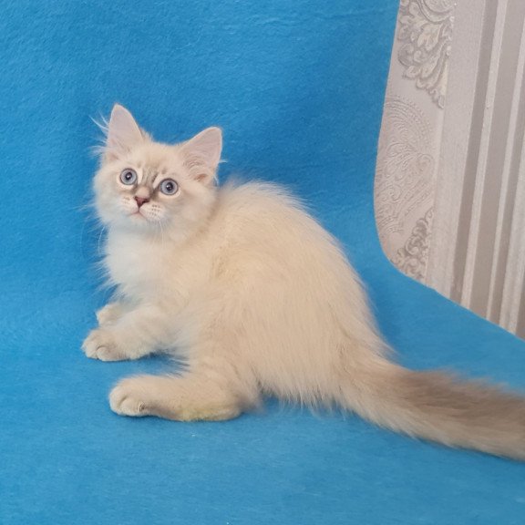 Siberian EZ Buddy