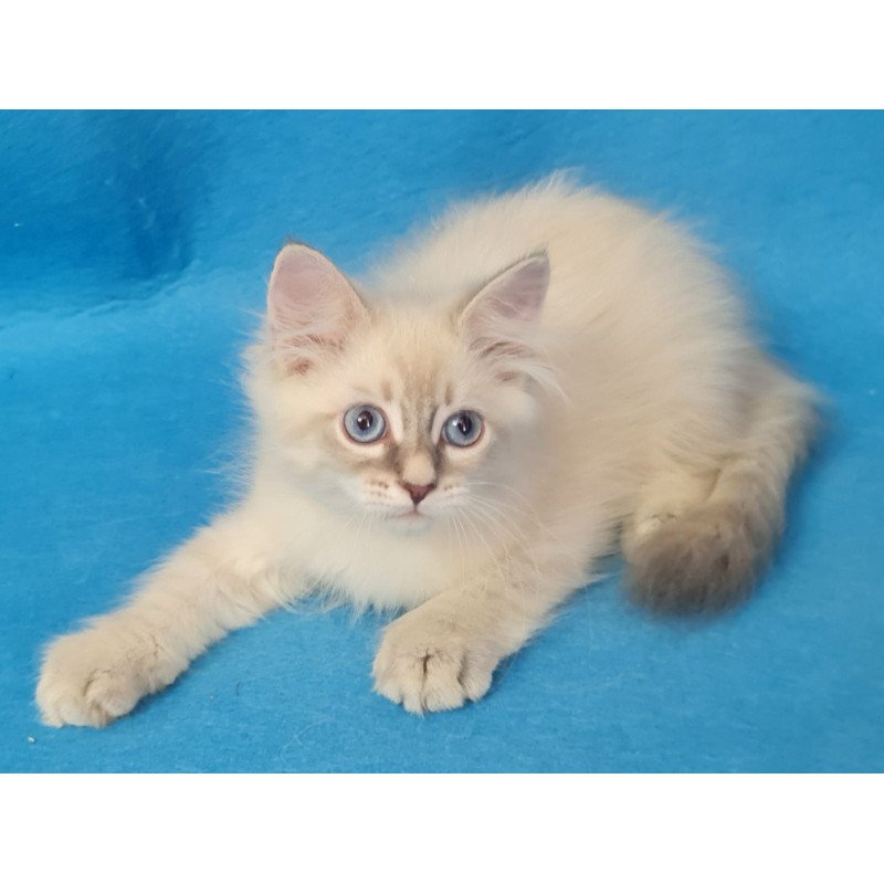 Siberian EZ Buddy