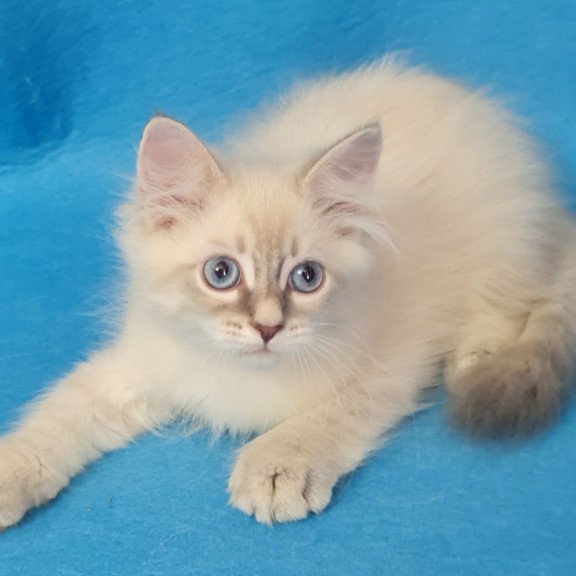 Siberian EZ Buddy