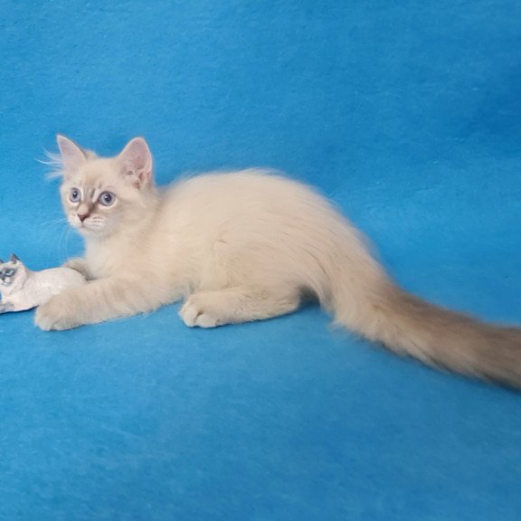 Siberian EZ Buddy