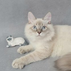 Siberian EZ Angel