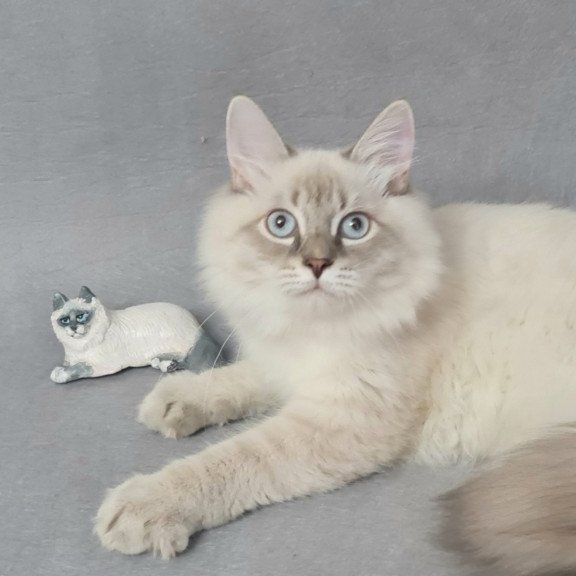 Siberian EZ Angel