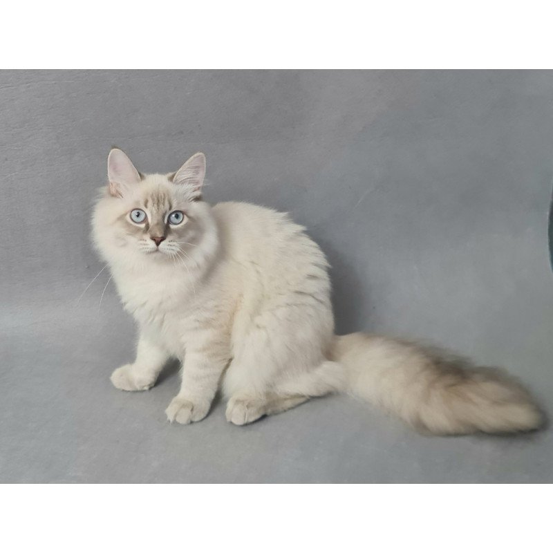 Siberian EZ Angel