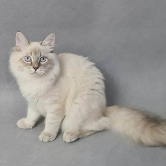 Siberian EZ Angel