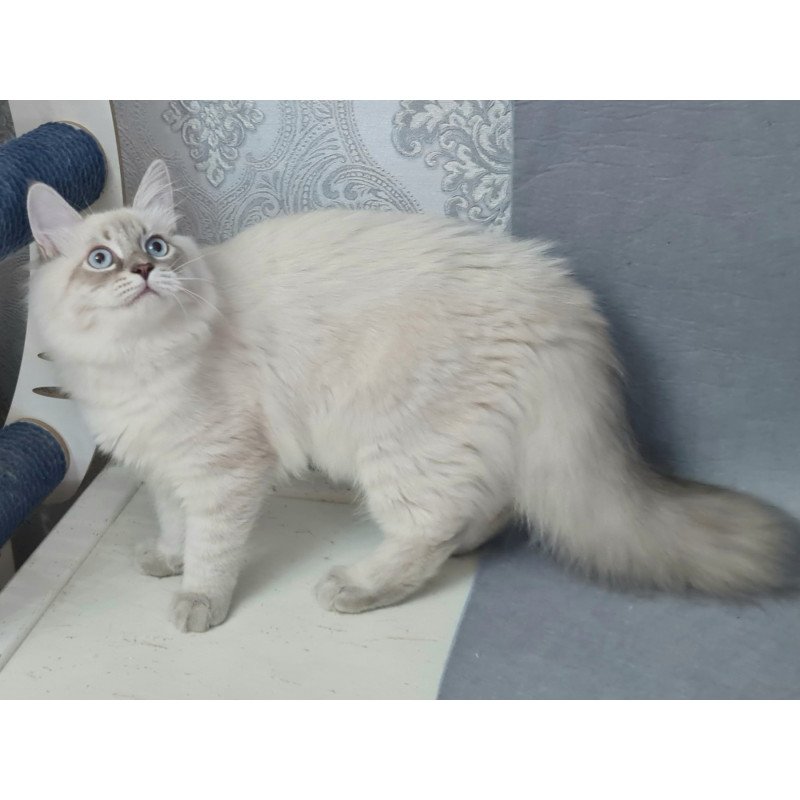 Siberian EZ Angel