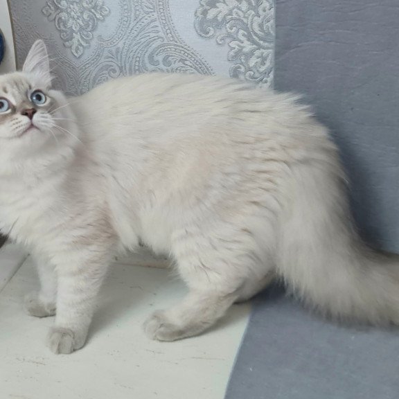 Siberian EZ Angel
