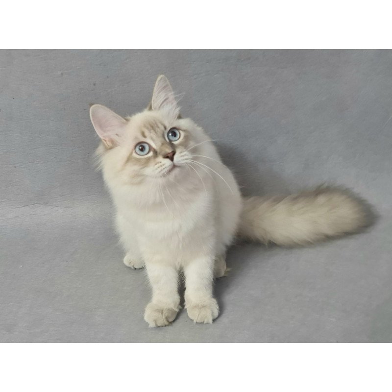 Siberian EZ Angel