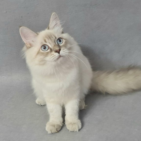 Siberian EZ Angel
