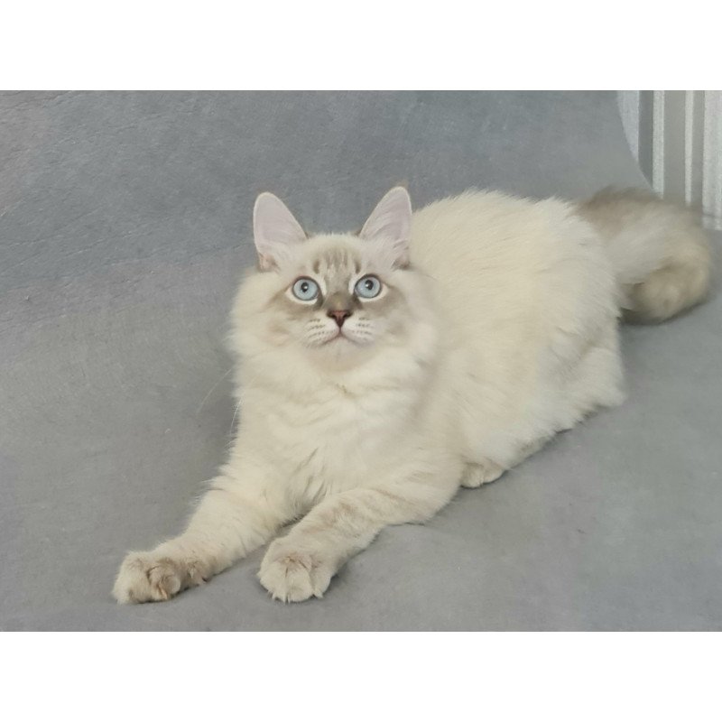 Siberian EZ Angel