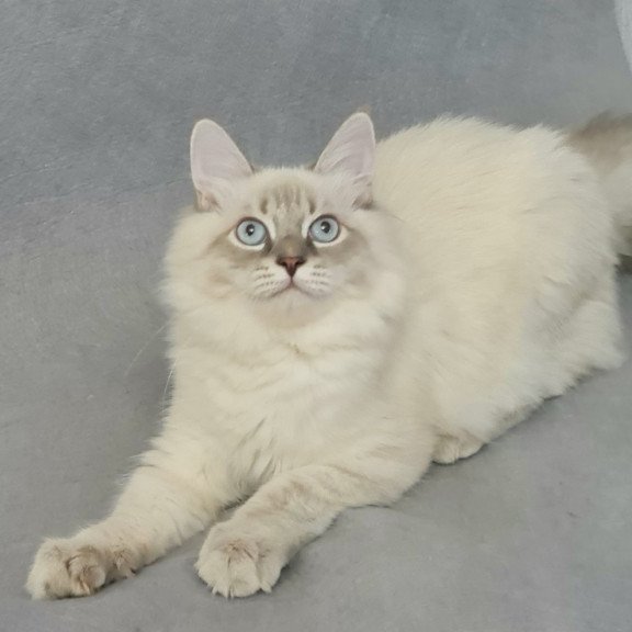 Siberian EZ Angel