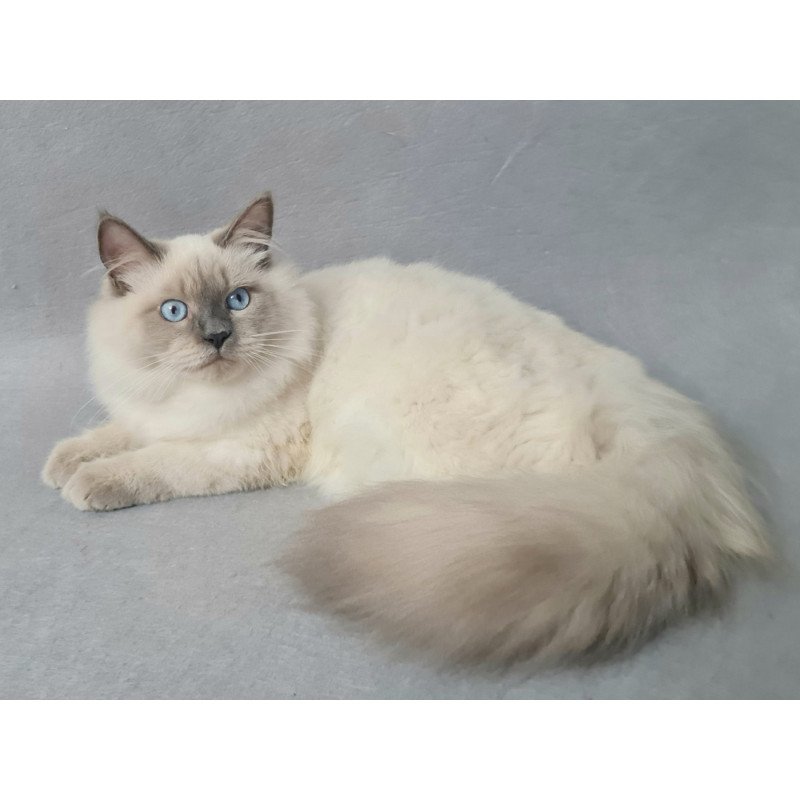 Siberian EZ Archie