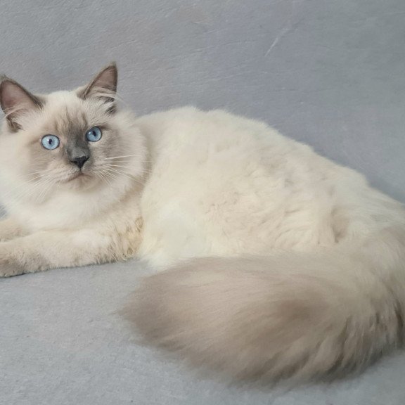 Siberian EZ Archie