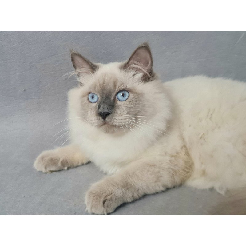 Siberian EZ Archie