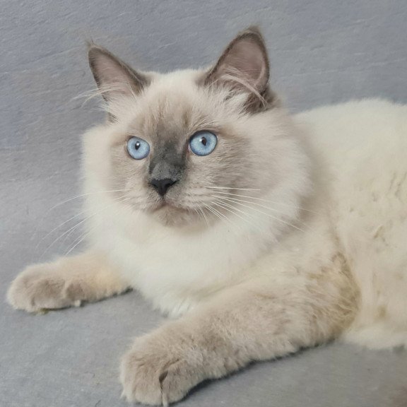 Siberian EZ Archie