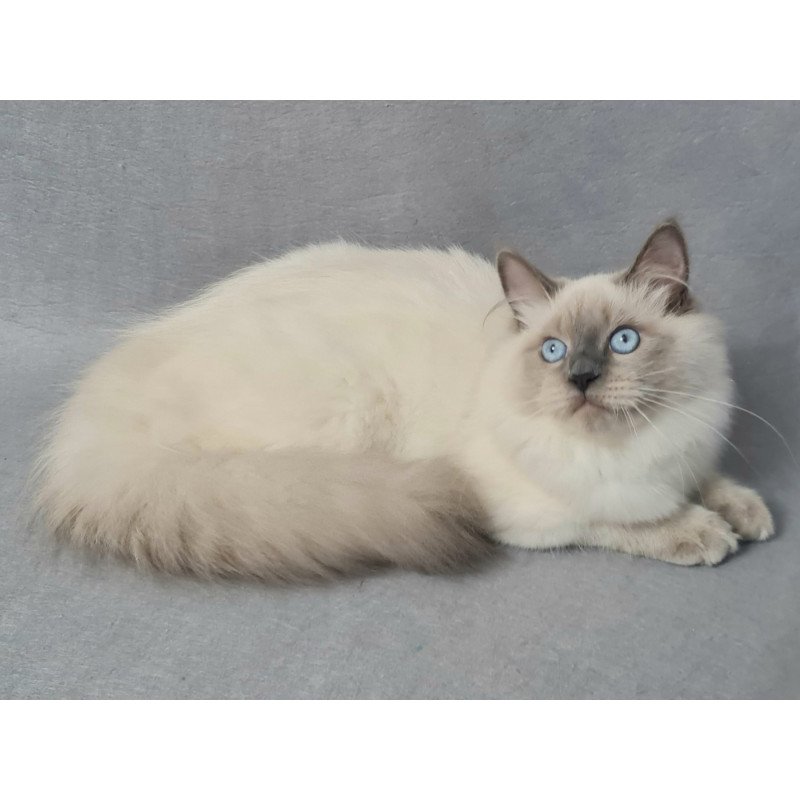 Siberian EZ Archie