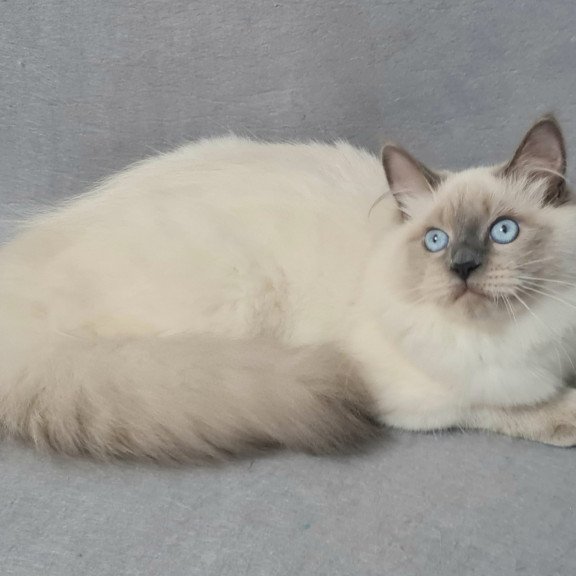 Siberian EZ Archie