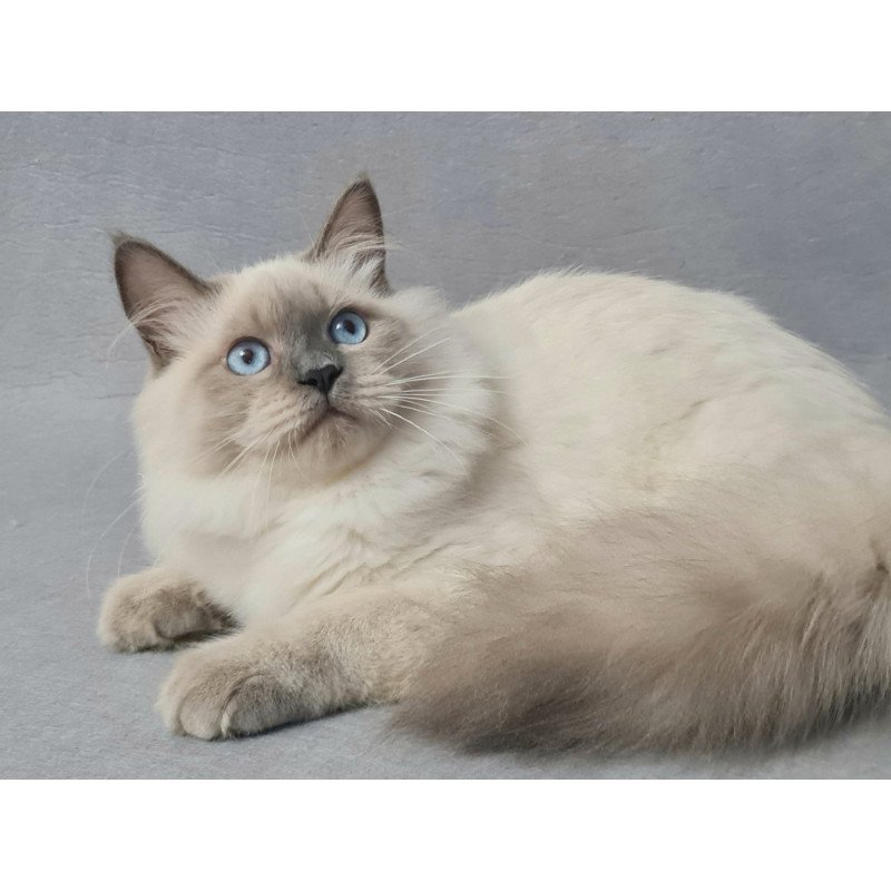 Siberian EZ Archie
