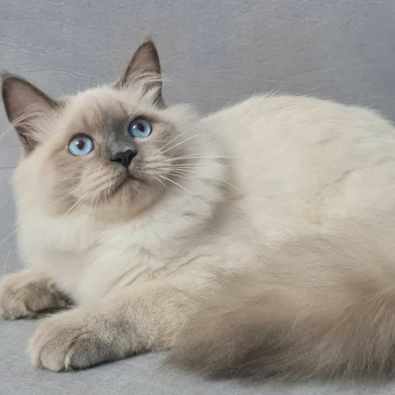 Siberian EZ Archie