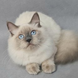 Siberian EZ Archie