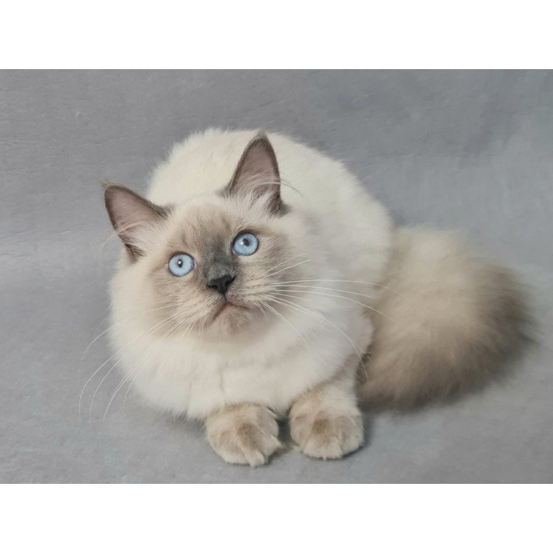Siberian EZ Archie