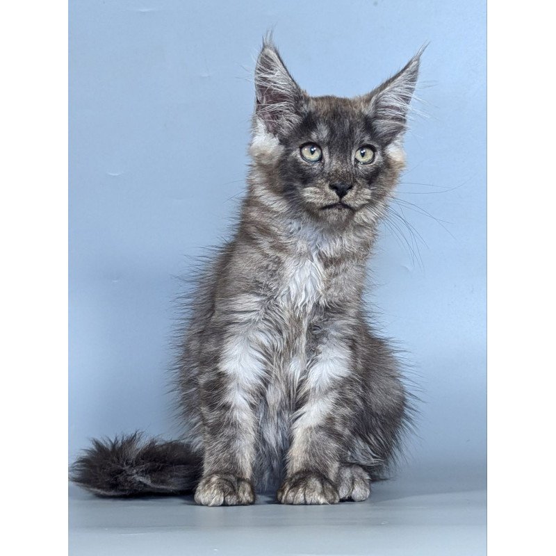 Maine Coon EZ Kаi