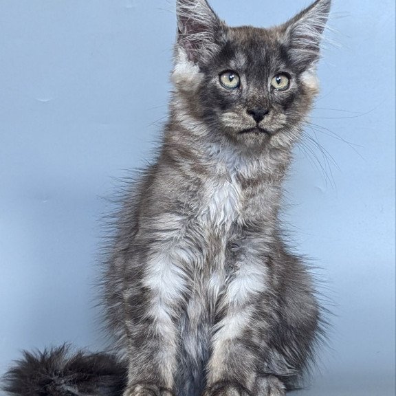 Maine Coon EZ Kаi