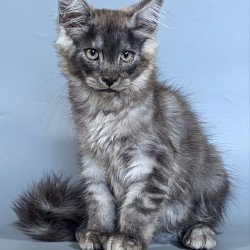 Maine Coon EZ Kаi