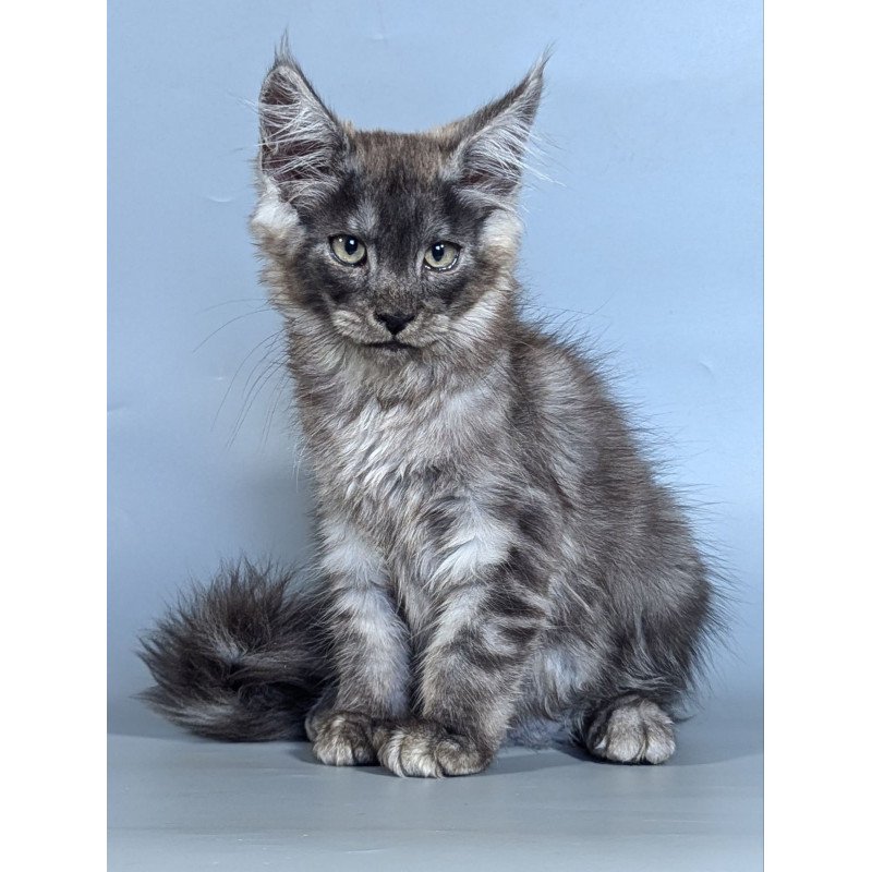 Maine Coon EZ Kаi