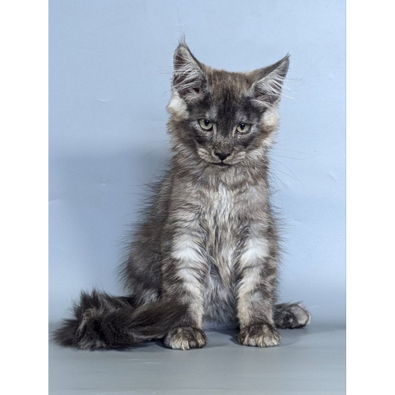 Maine Coon EZ Kаi