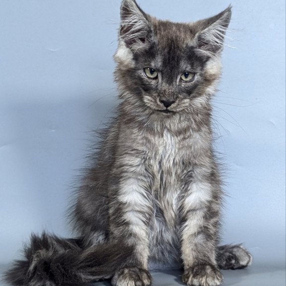 Maine Coon EZ Kаi