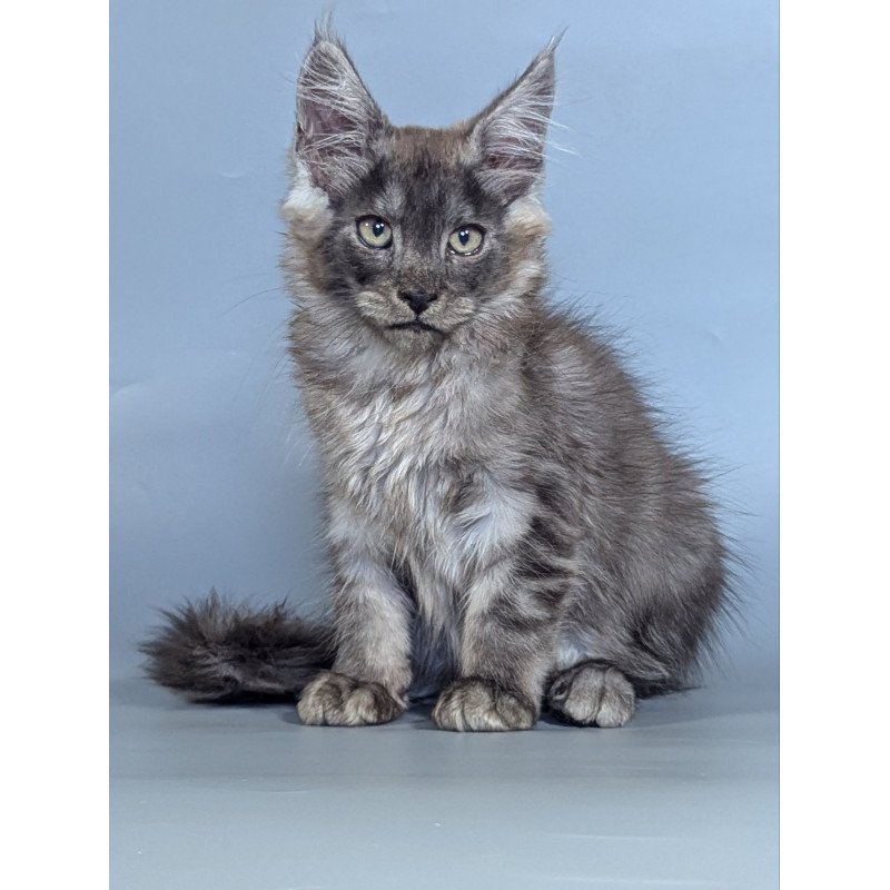 Maine Coon EZ Kаi