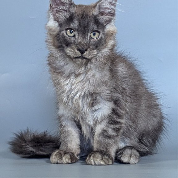 Maine Coon EZ Kаi