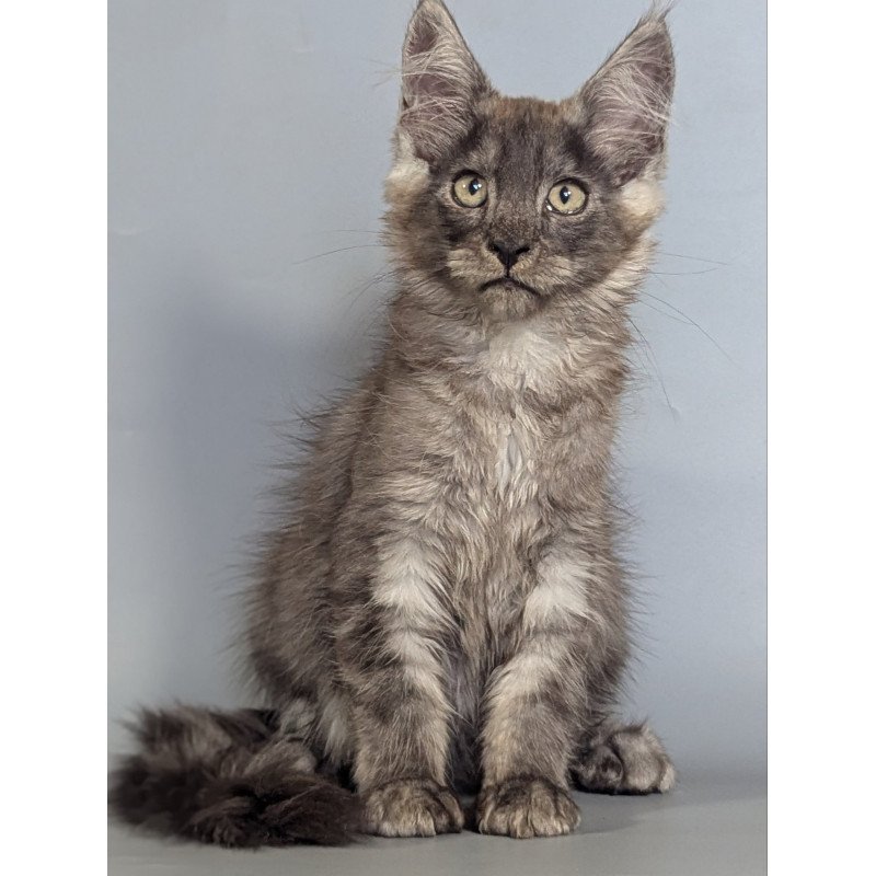 Maine Coon EZ Kаi