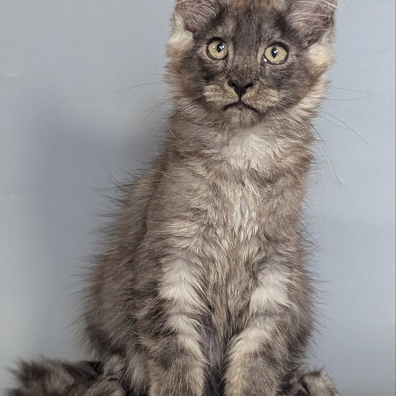 Maine Coon EZ Kаi