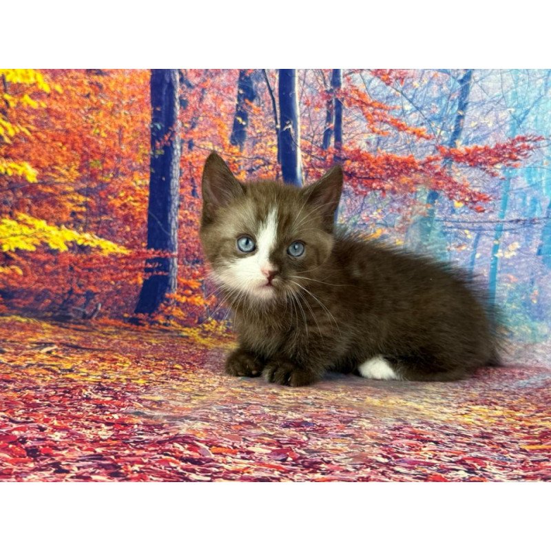 Munchkin EZ Gary