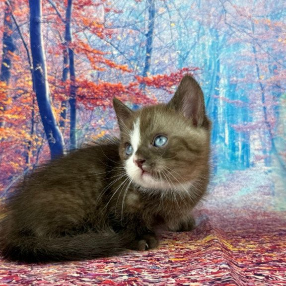Munchkin EZ Gary