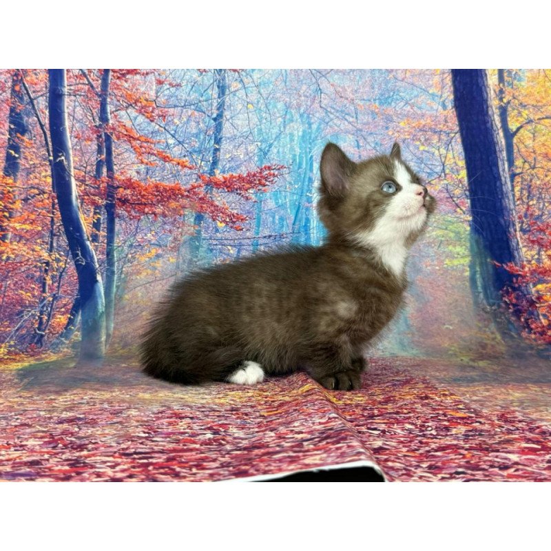 Munchkin EZ Gary