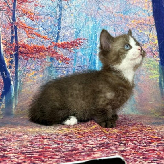Munchkin EZ Gary