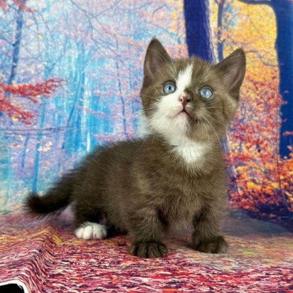 Munchkin EZ Gary