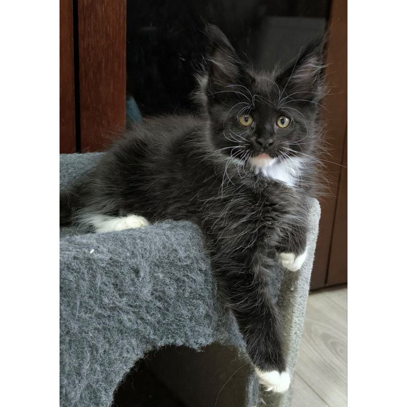 Maine Coon NOV Phantom