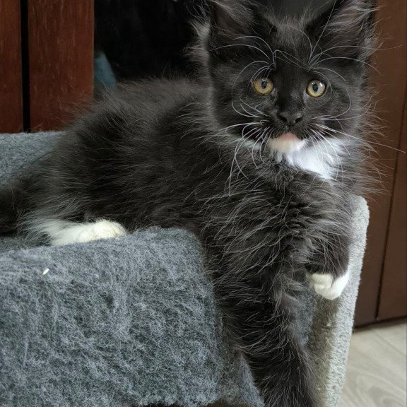 Maine Coon NOV Phantom