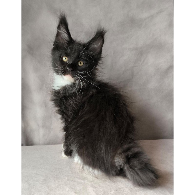 Maine Coon NOV Phantom
