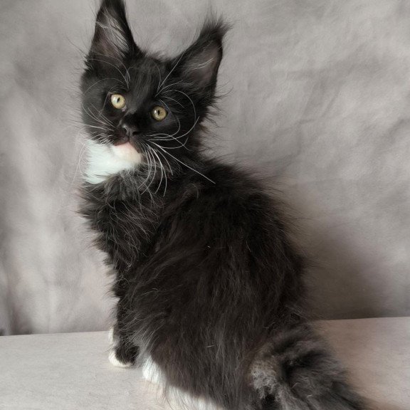 Maine Coon NOV Phantom